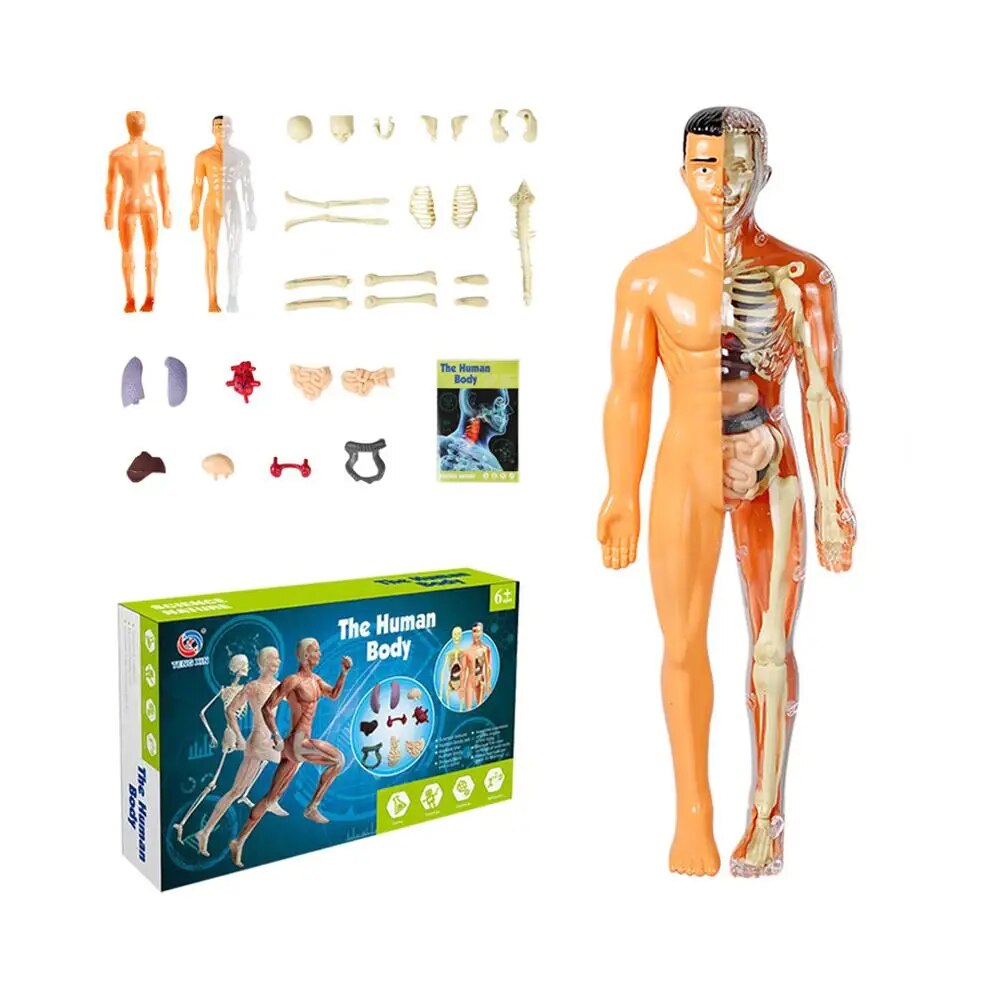 Surenkamas žmogaus kūno anatomijos modelis