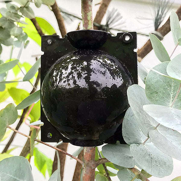 Specialus augalų įsišaknijimo kamuolys