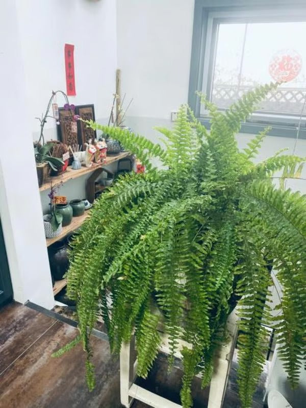 UV spinduliams atsparus tikroviškas dirbtinis Bostono papartis