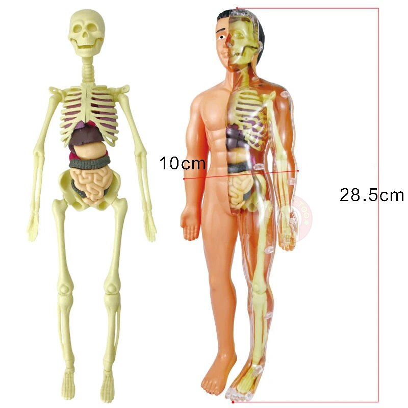 Surenkamas žmogaus kūno anatomijos modelis
