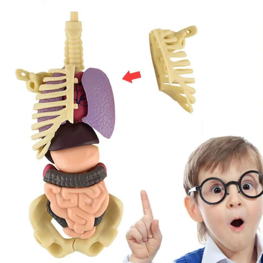 Surenkamas žmogaus kūno anatomijos modelis