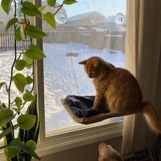 Pakabinamas kačių hamakas