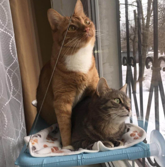 Pakabinamas kačių hamakas