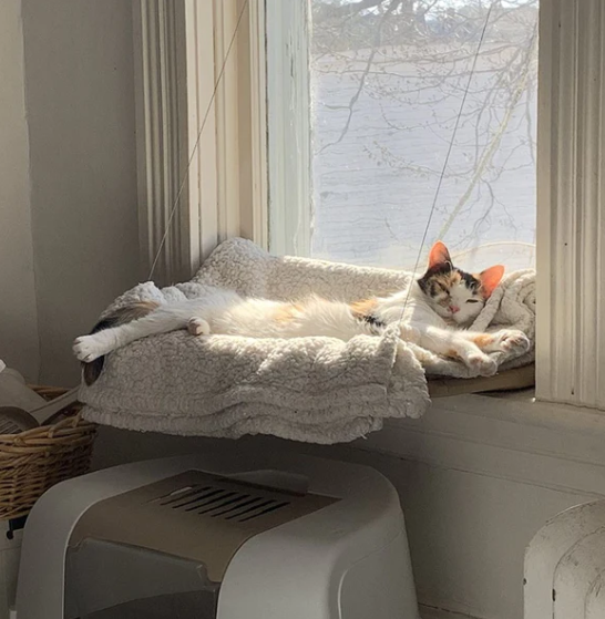 Pakabinamas kačių hamakas