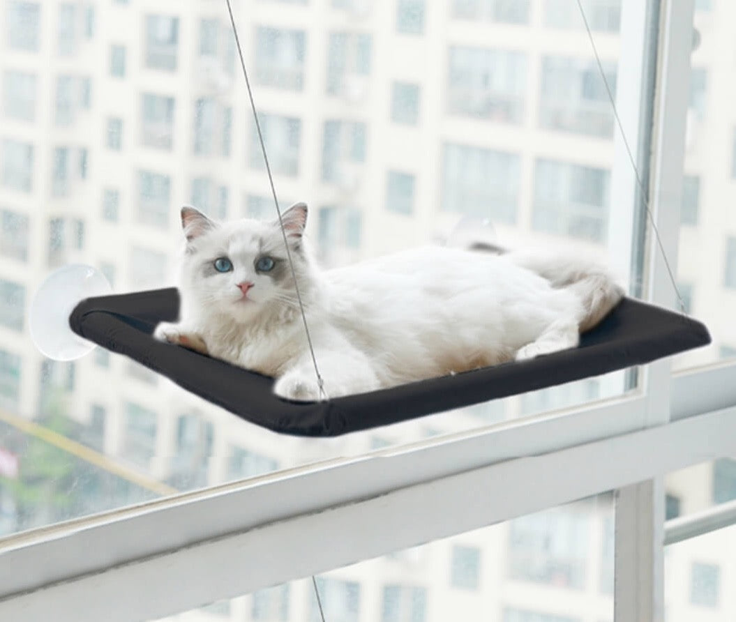 Kabantis guolis katei