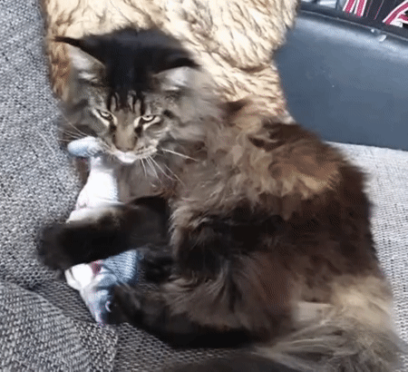 Interaktyvus kačių žaislas + katžolės pakelis