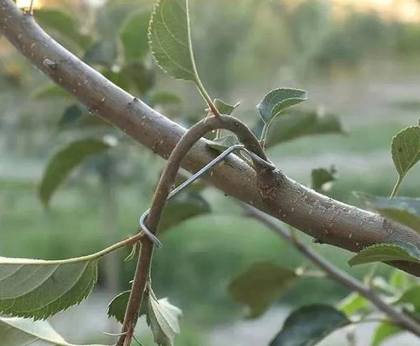 TreeForm™ - Metaliniai šakų fiksatoriai (20vnt.)