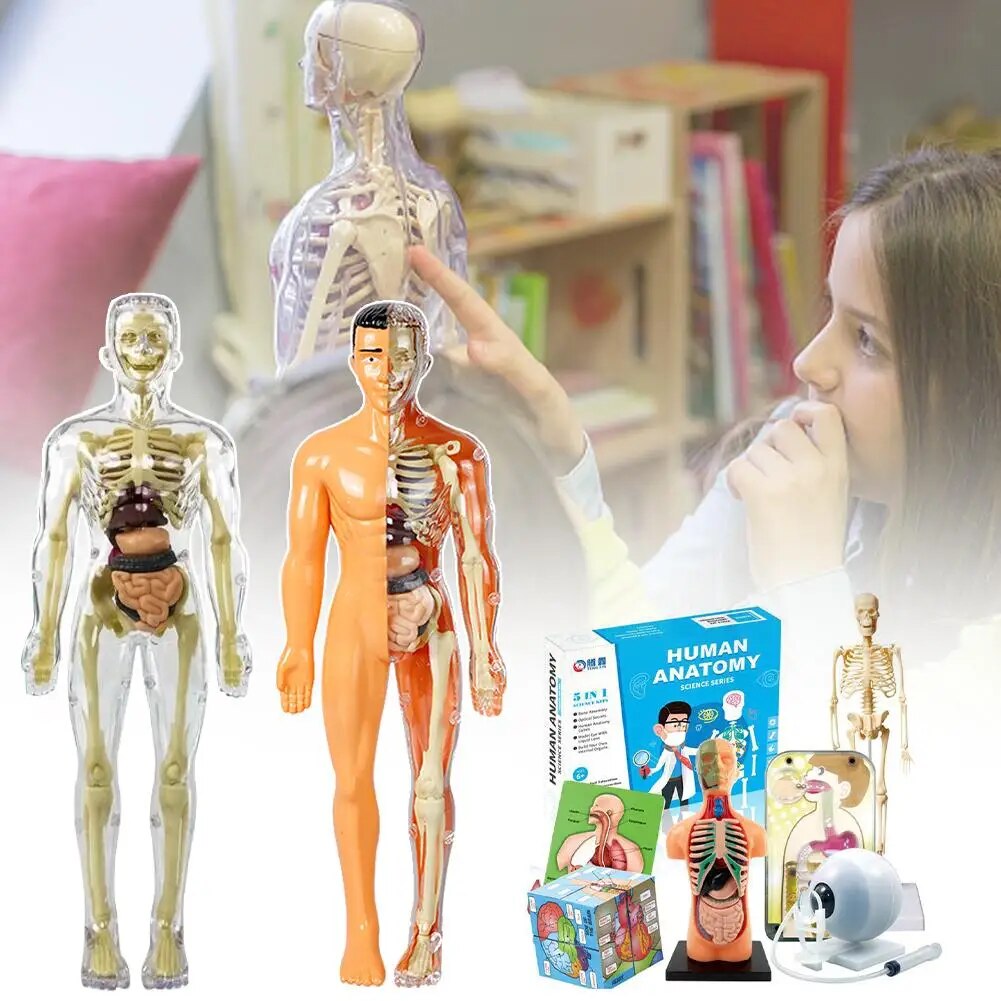 Surenkamas žmogaus kūno anatomijos modelis