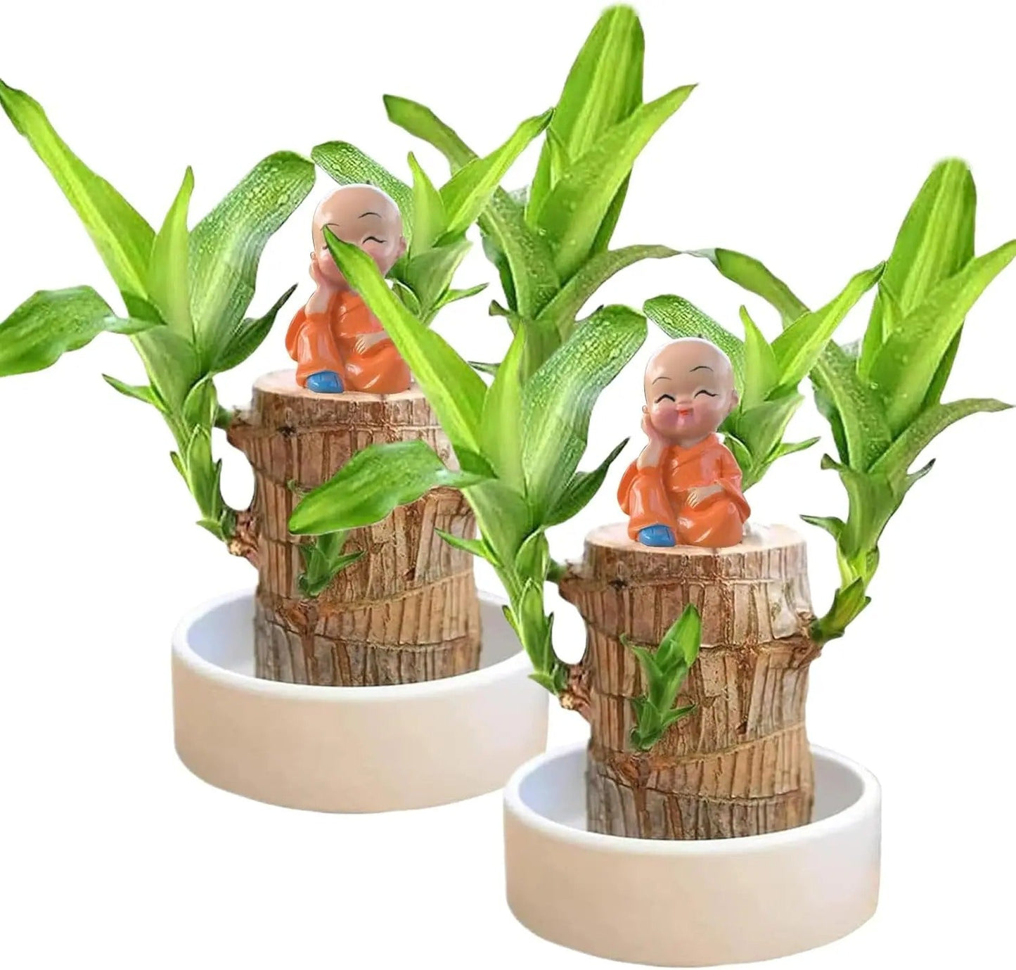 Vazoninis augalas valantis orą