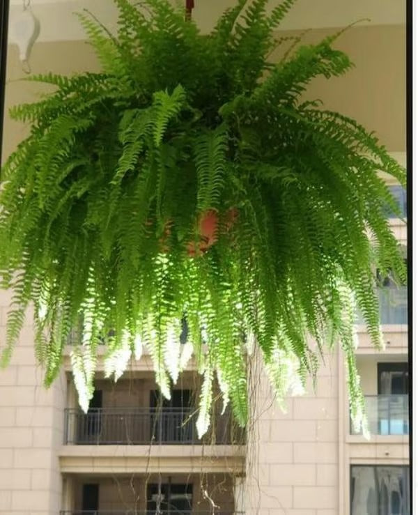 UV spinduliams atsparus tikroviškas dirbtinis Bostono papartis