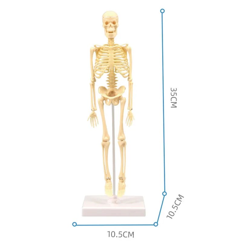 Surenkamas žmogaus kūno anatomijos modelis