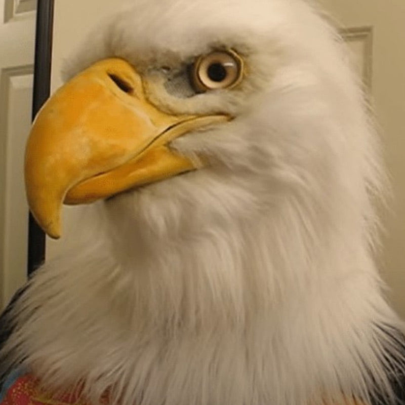 Vilko galvos apdangalas