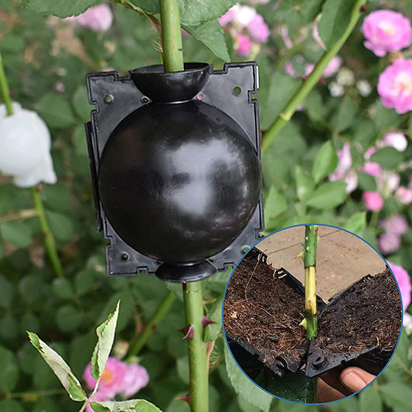 Specialus augalų įsišaknijimo kamuolys