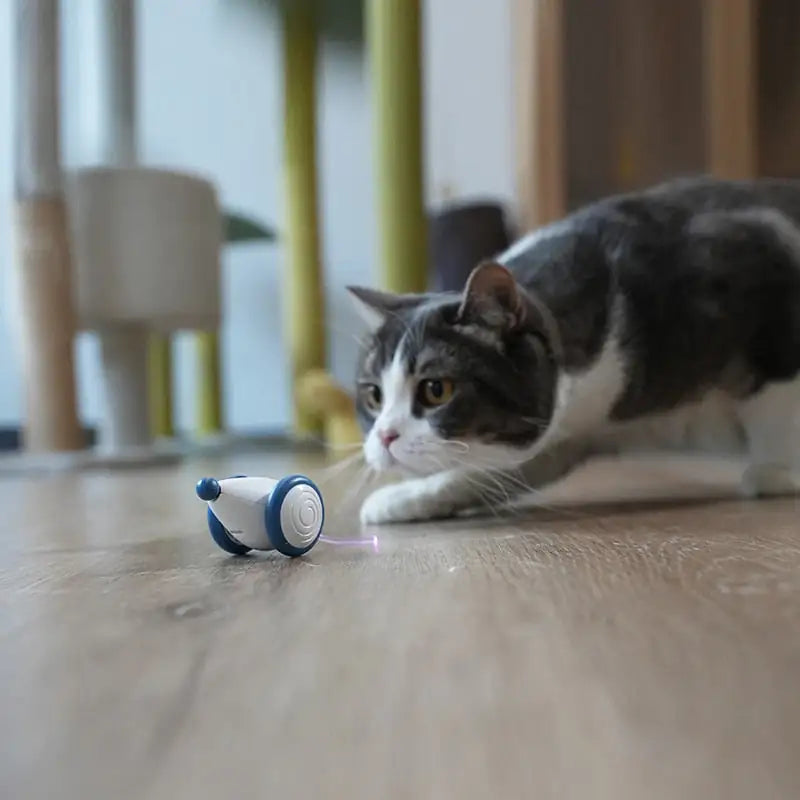 \RolCat\" - POPULIARIAUSIAS KAČIŲ ŽAISLAS 2024 🌟"