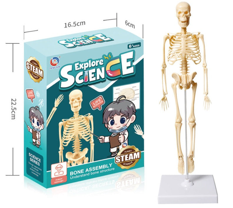 Surenkamas žmogaus kūno anatomijos modelis