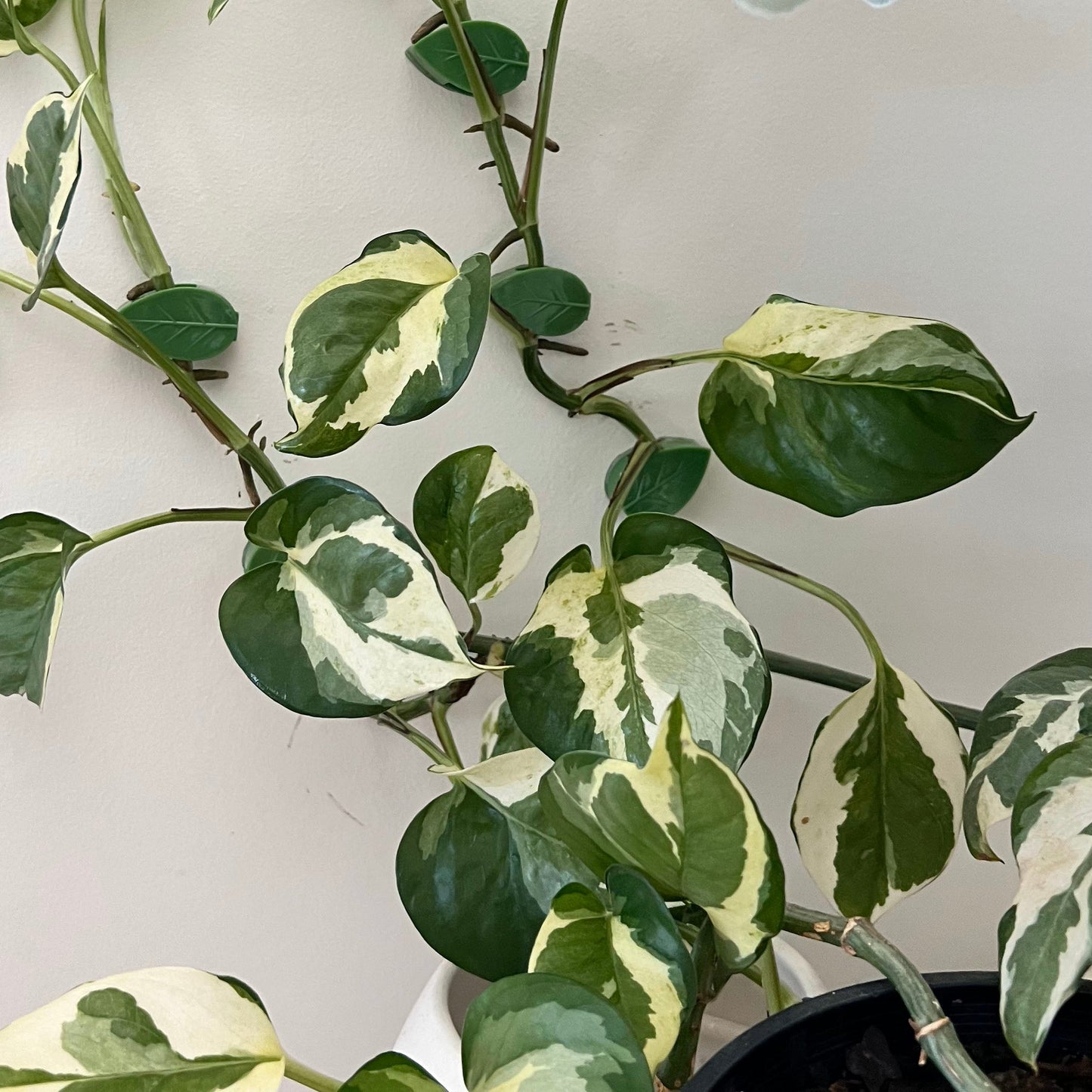 Augalų šakelių segtukai (50 vnt.)