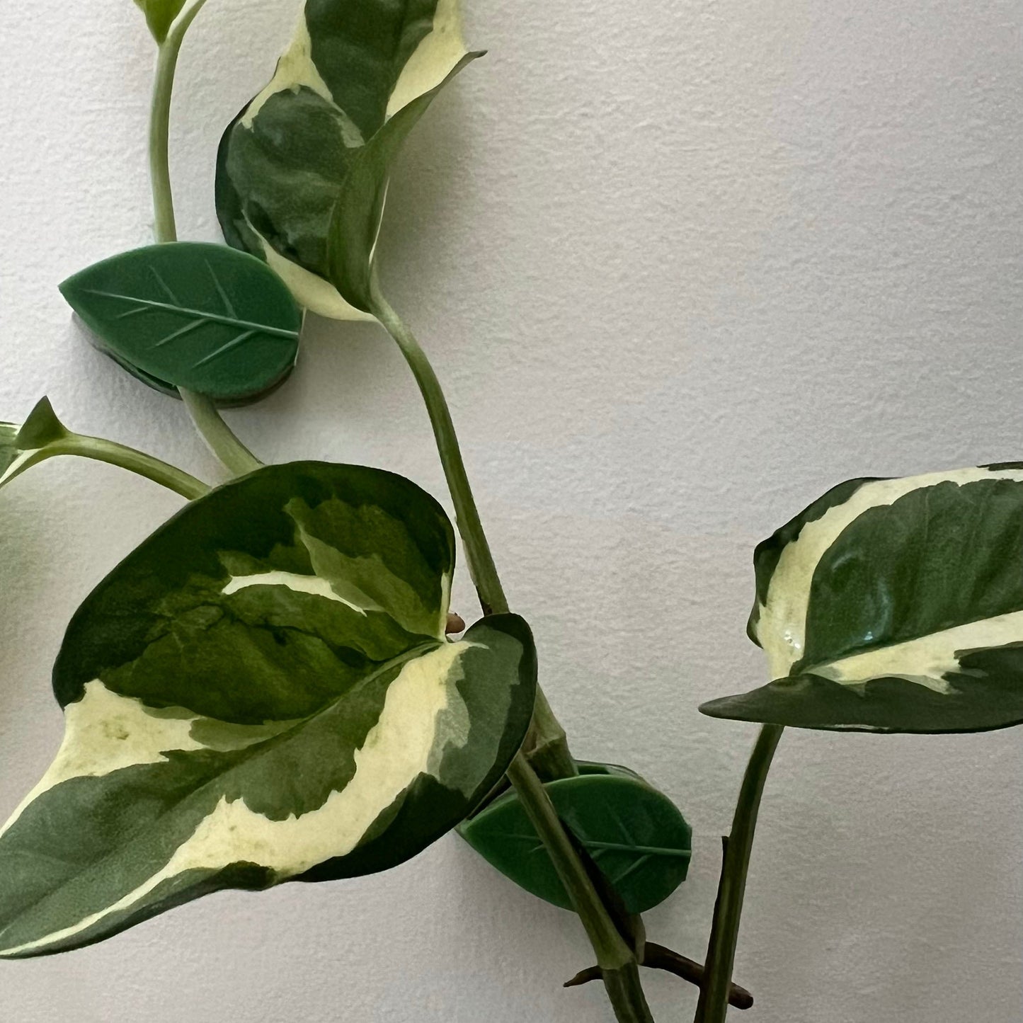 Augalų šakelių segtukai (50 vnt.)