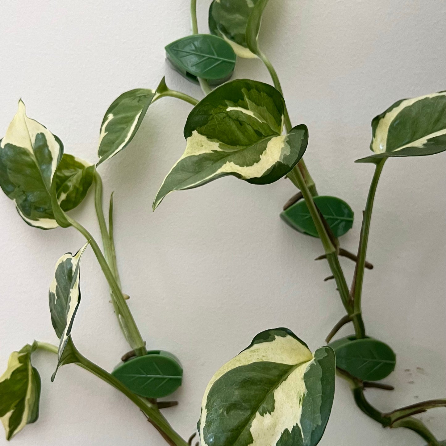 Augalų šakelių segtukai (50 vnt.)