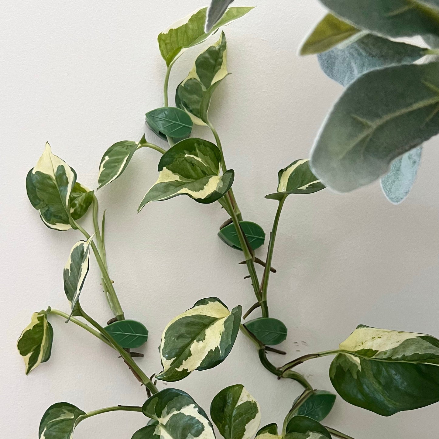 Augalų šakelių segtukai (50 vnt.)