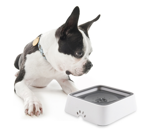 Vandens dubenėlis gyvūnams