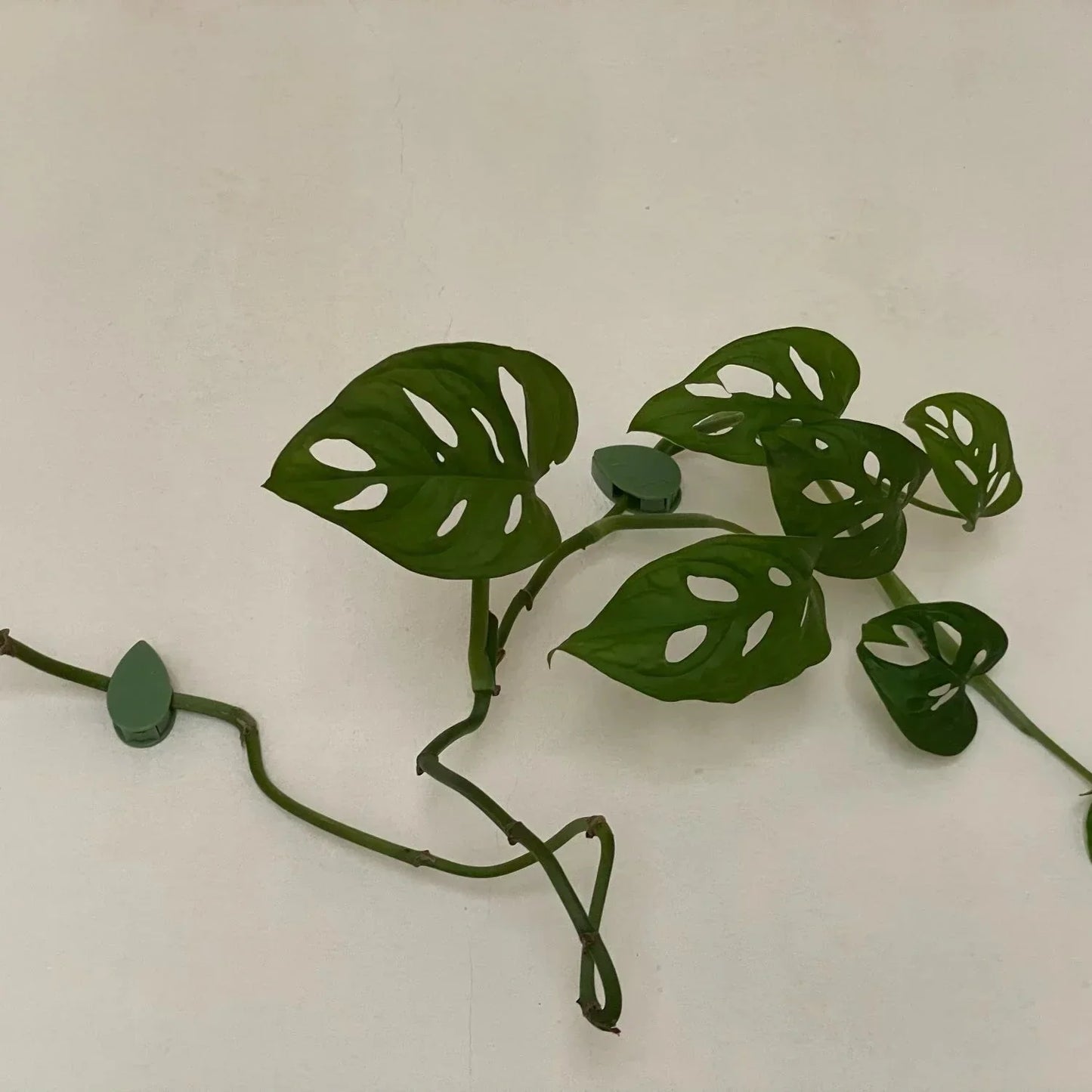 Augalų šakelių segtukai (50 vnt.)