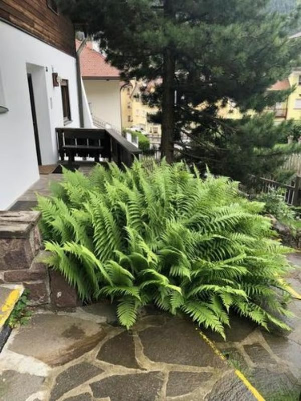 UV spinduliams atsparus tikroviškas dirbtinis Bostono papartis