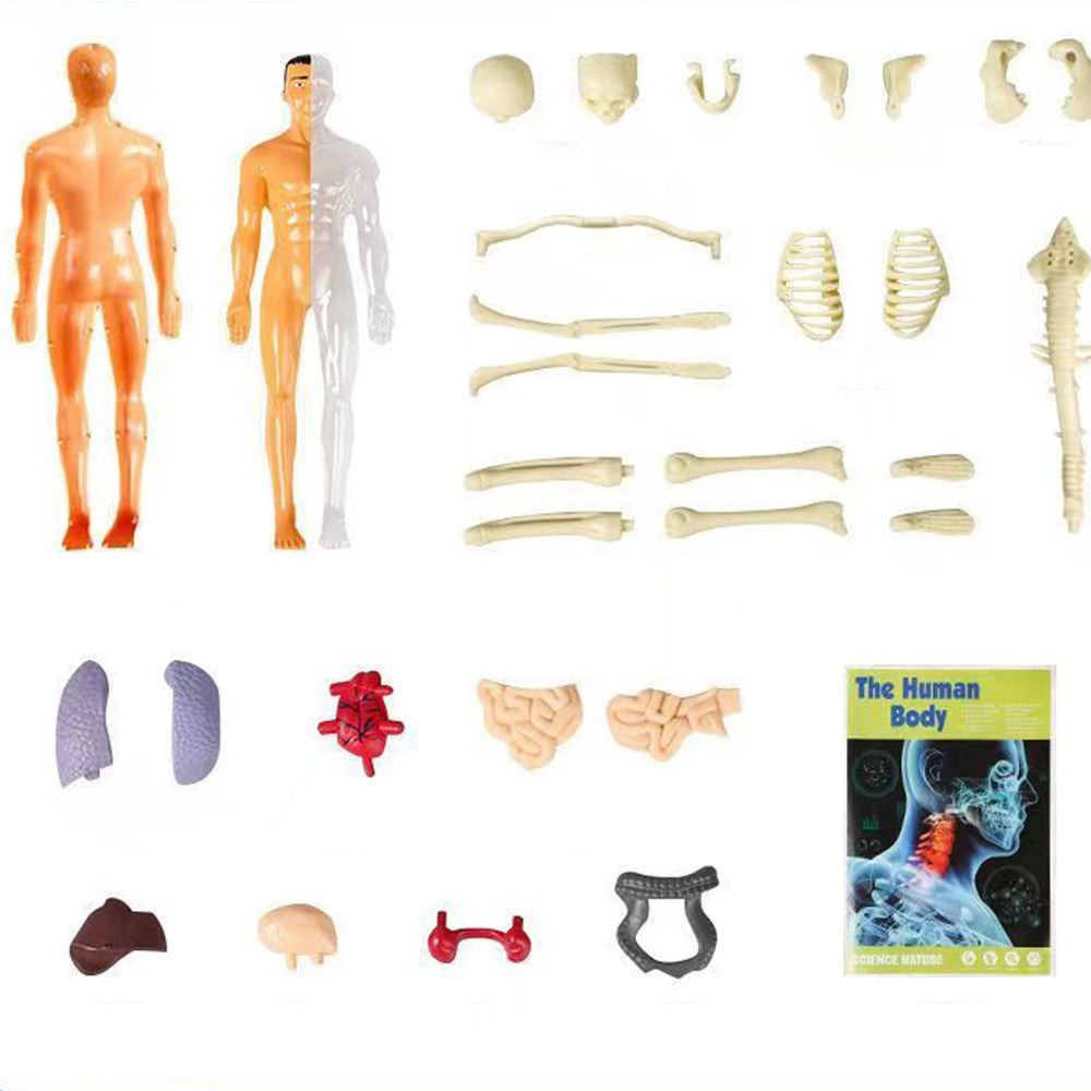 Surenkamas žmogaus kūno anatomijos modelis