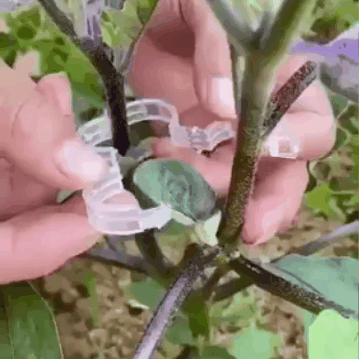 Augalų laikikliai atramai (3 vnt.)