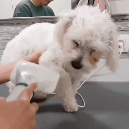 Džiovintuvas ir šukos augintiniams viename