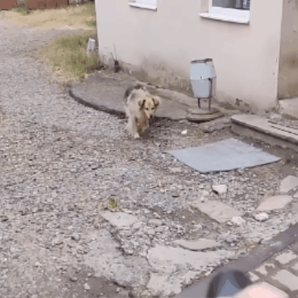 Ultragarsinis prietaisas šunų atbaidymui