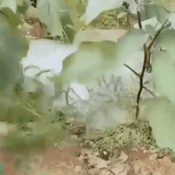 Sodo pirštinės su pakietintais pirštais