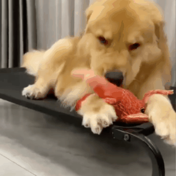 Judančio omaro žaislas augintiniams