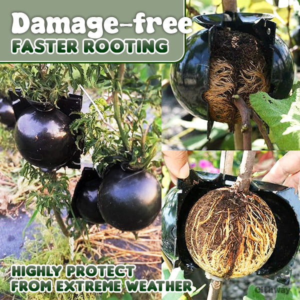 Specialus augalų įsišaknijimo kamuolys