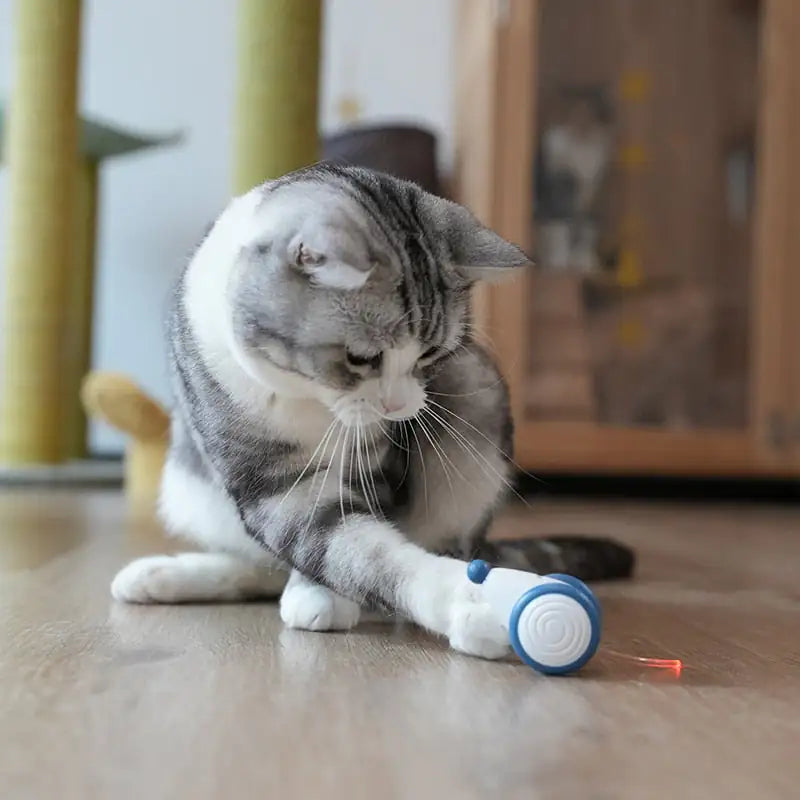 \RolCat\" - POPULIARIAUSIAS KAČIŲ ŽAISLAS 2024 🌟"